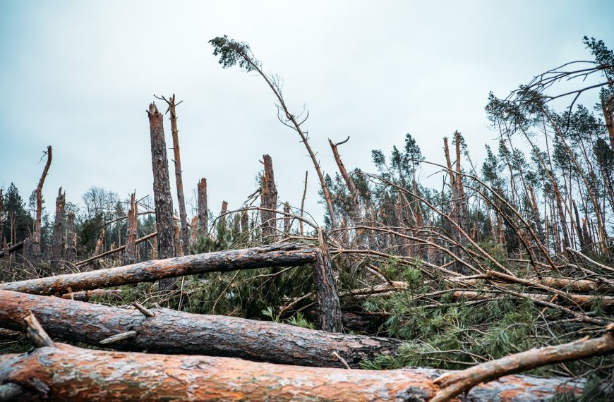 The FoRISK Secretariat supports the Irish Ministry of Agriculture in facing windstorms